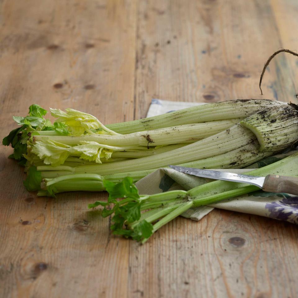 celery stalks cut and harvested