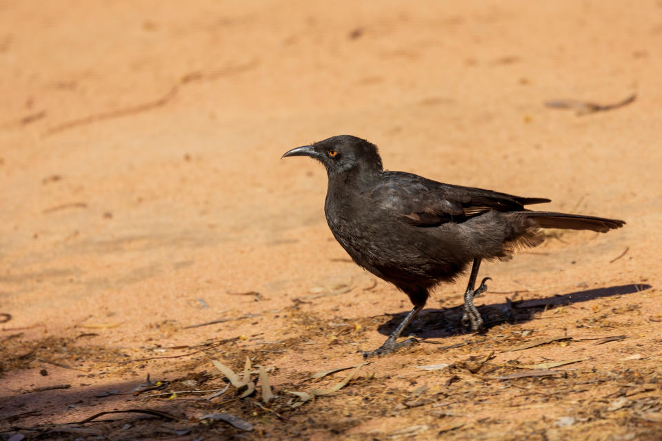 A white-winged chough pictured on some sandy soil.