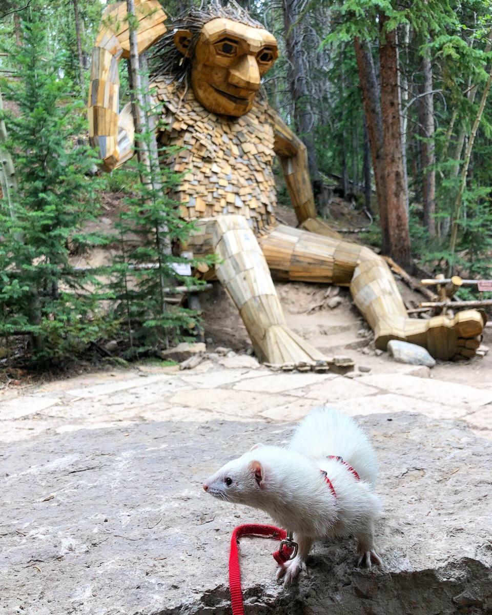 Oliver the Hiking Ferret and the Breckenridge Troll. (Lauren Smith)