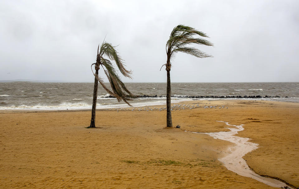 Palm trees sway as winds from Tropical Storm Ophelia hits Colonial Beach, in Westmoreland County, Va., on Saturday, Sept. 23, 2023. (Peter Cihelka/The Free Lance-Star via AP)