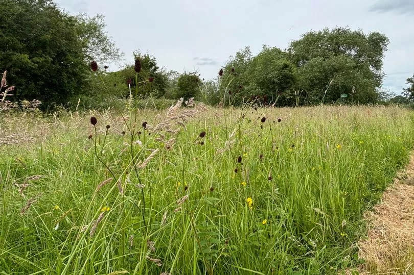 Some of the wildflowers on the reserve