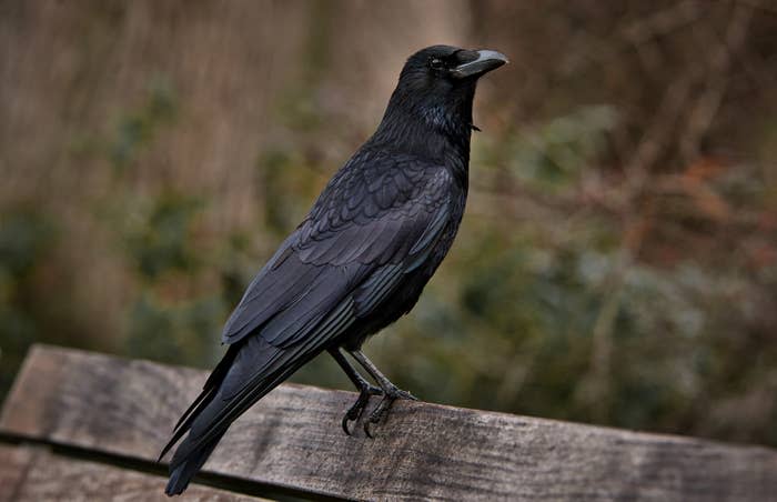 crow