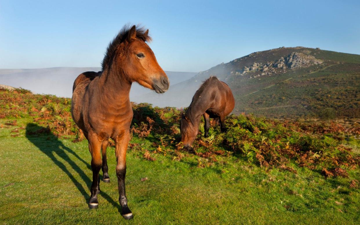 Ponies grazing on the open moorland of Dartmoor. Four of the animals faced possible slaughter after being detained at a Belfast port over problems with paperwork