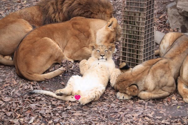 日本群馬動物園小獅子翻肚瞇眼睡姿超萌　網笑：貓咪無誤！