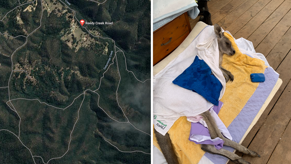 Left - a map of Mount Disappointment. Right - Emma the kangaroo under a towel