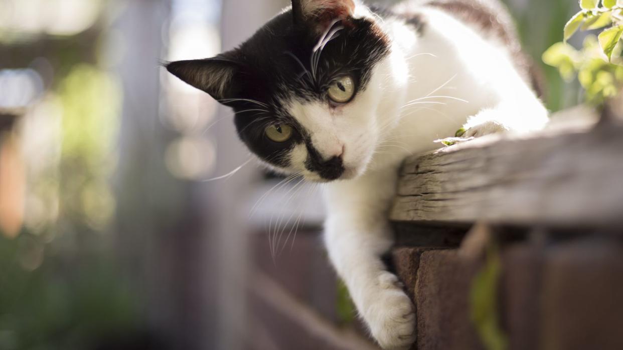 cute young cat playing in a garden