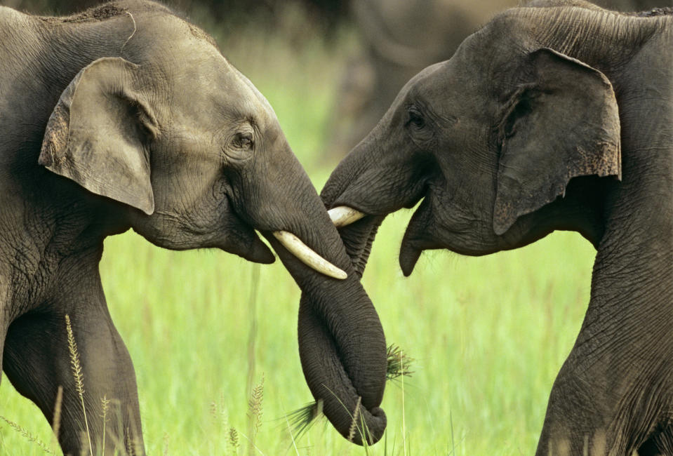 <p>Elephants play-fighting and intertwining their trunks, Jim Corbett National Park, India. (Photo: Jagdeep Rajput/Ardea/Caters News) </p>