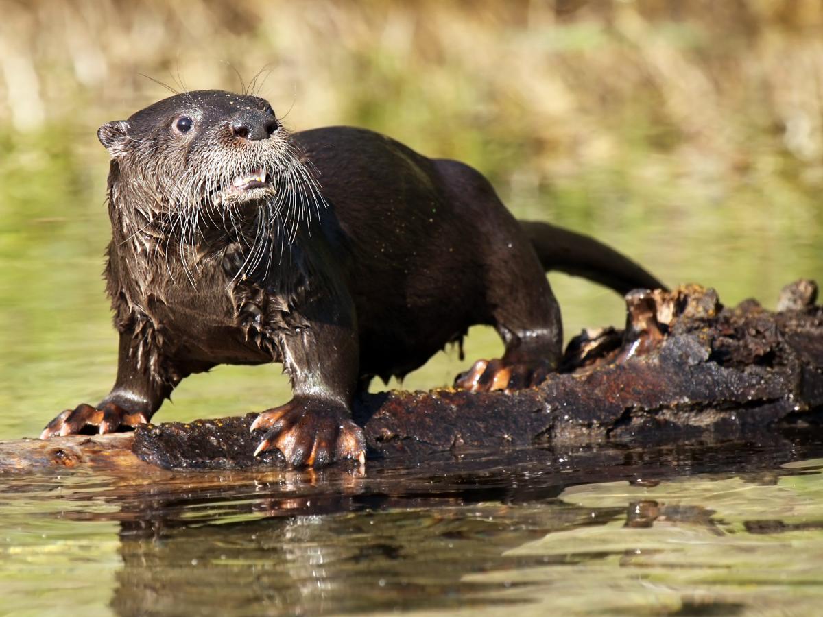 An otter unleashed a 'rare' attack on 3 women who were tubing on a ...