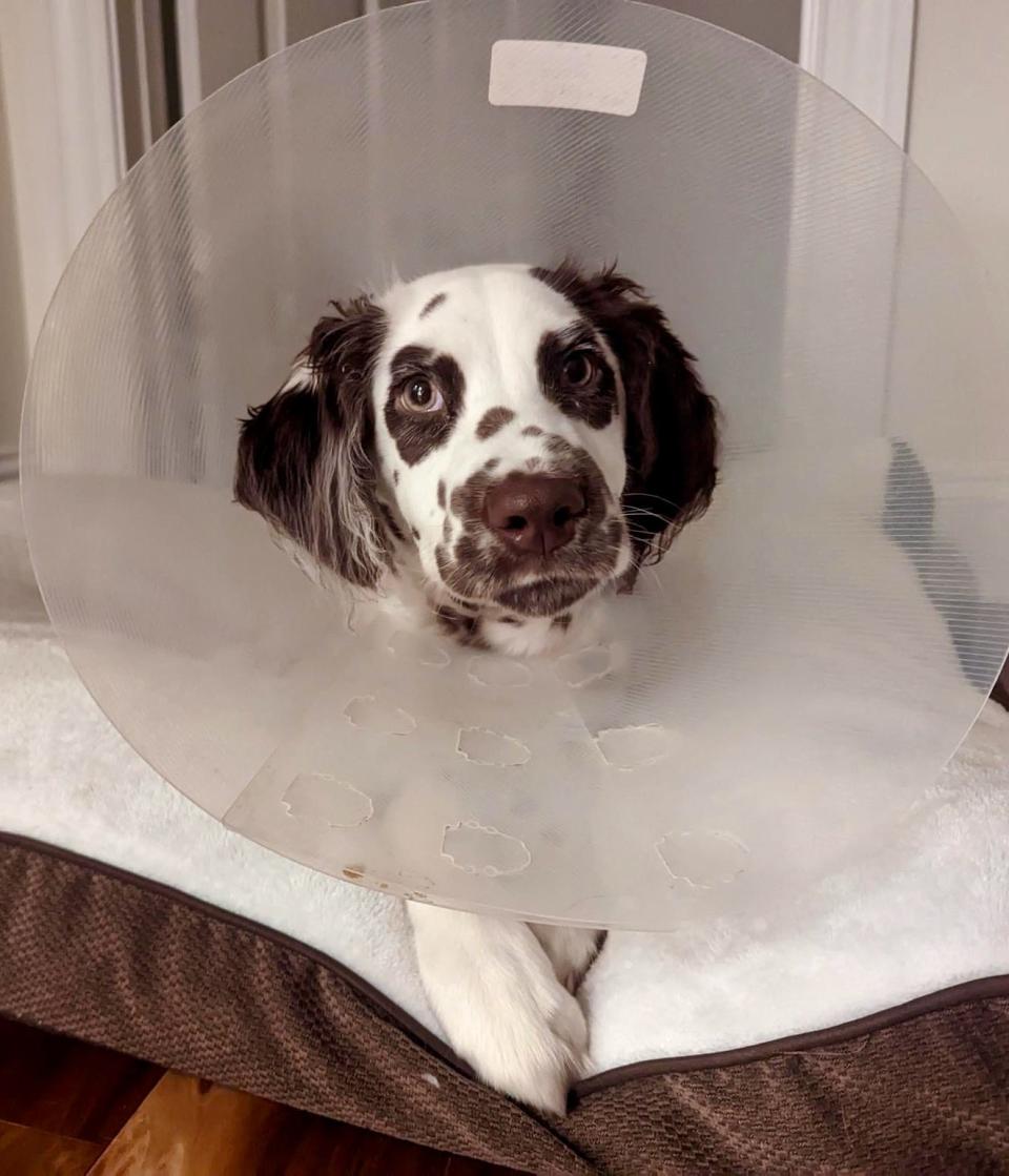 Bijou, an abused Dalmatian puppy the Humane Society of Washington County is helping, is pictured about two weeks ago in mid-January. At the time she was recovering from surgery on a back leg. She's now back in the cone after having a front leg amputated on Feb. 1.