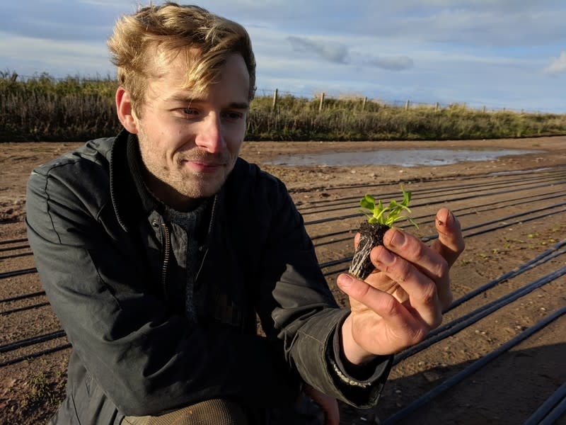 Yanik Nyberg, founder and director of Seawater Solutions, plants a sea aster seedling in a field irrigated by sea water, an experimental farming technique designed to reduce freshwater consumption, near Turnberry in Ayreshire