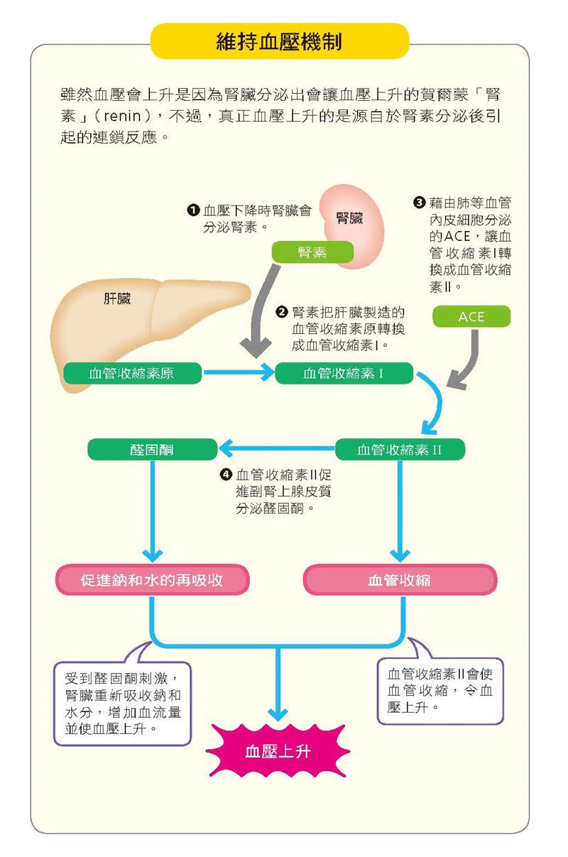 腎臟有調節血壓的機制。（圖／大是文化提供）