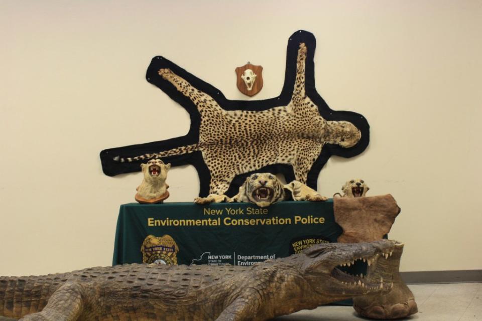 The wild haul included an alligator and a cheetah head. NYS Department of Environmental Conservation