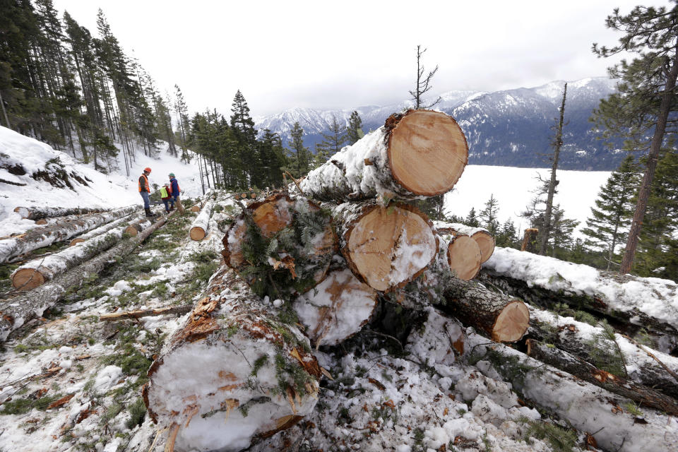 In this Feb. 22, 2017, photo, logs are stacked above Cle Elum Lake, where a crew is thinning a 100-acre patch on private land owned by the Nature Conservancy overlooking the lake, in Cle Elum, Wash. As part of a broader plan by the nonprofit environmental group to restore the pine forests of the Central Cascades so they are more resilient to wildfires and climate change, they're cutting down trees to save the forest. (AP Photo/Elaine Thompson)