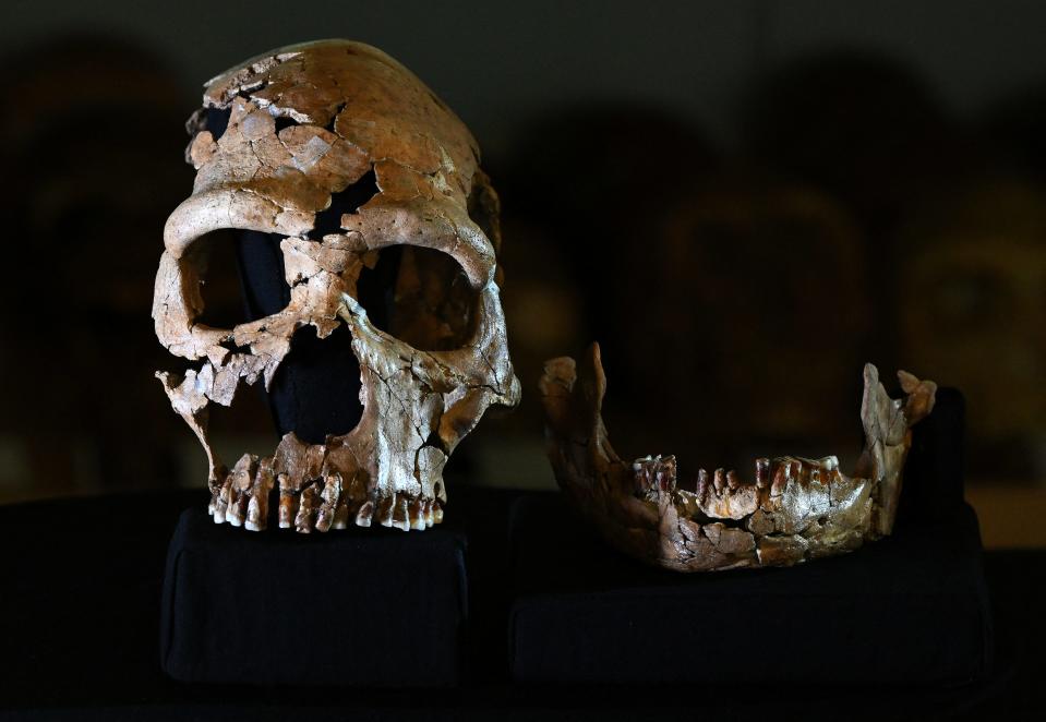 Pictured is the rebuilt skull of a 75,000-year-old Neanderthal woman named Shanidar Z.