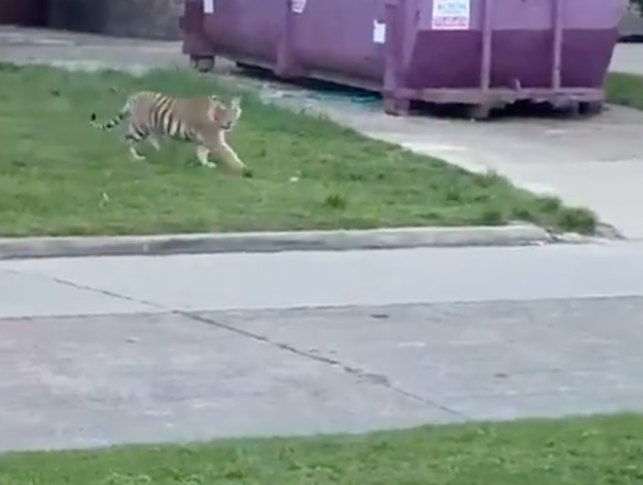 <p>A tiger was seen wondering a street causing people to call the police. </p> (Twitter/@robwormald)