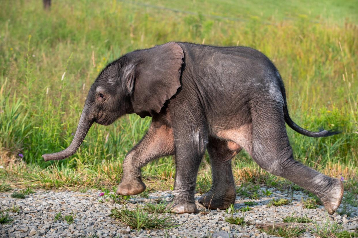 The African elephant calf, born July 18 at the ICC, is in guarded condition. She is receiving treatment and we are hopeful about the calf’s recovery.