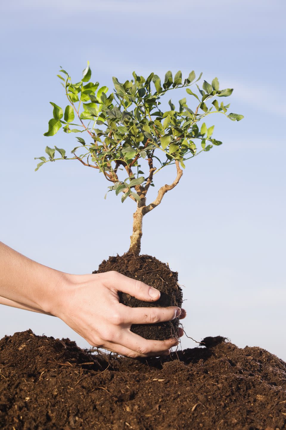 44) Plant a Tree