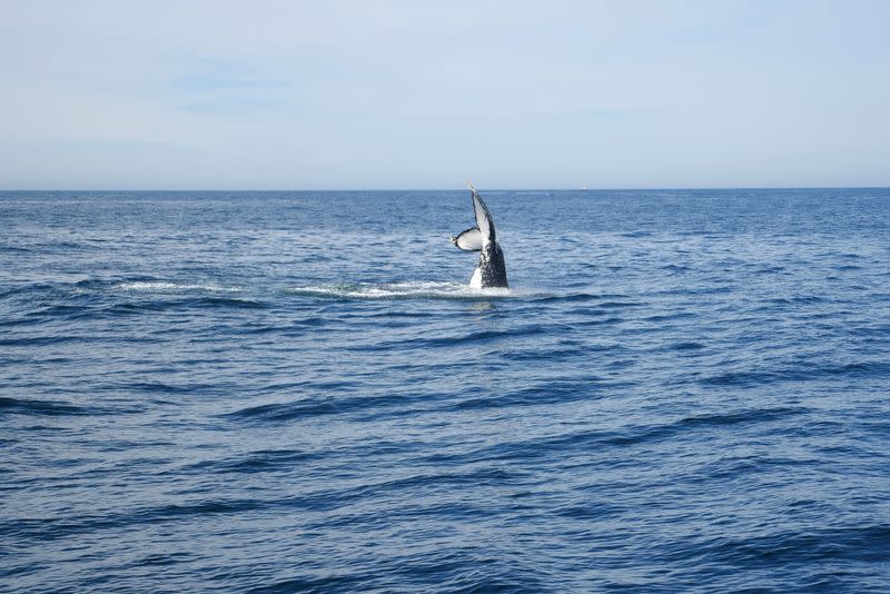 The tail of a whale breaching the sea's surface is seen off the coast of Eden