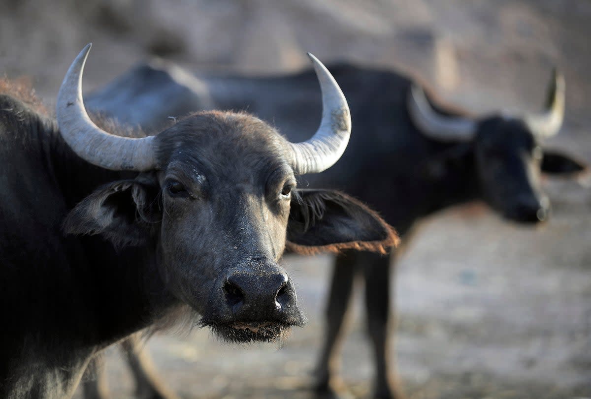Water buffaloes (AFP via Getty Images)