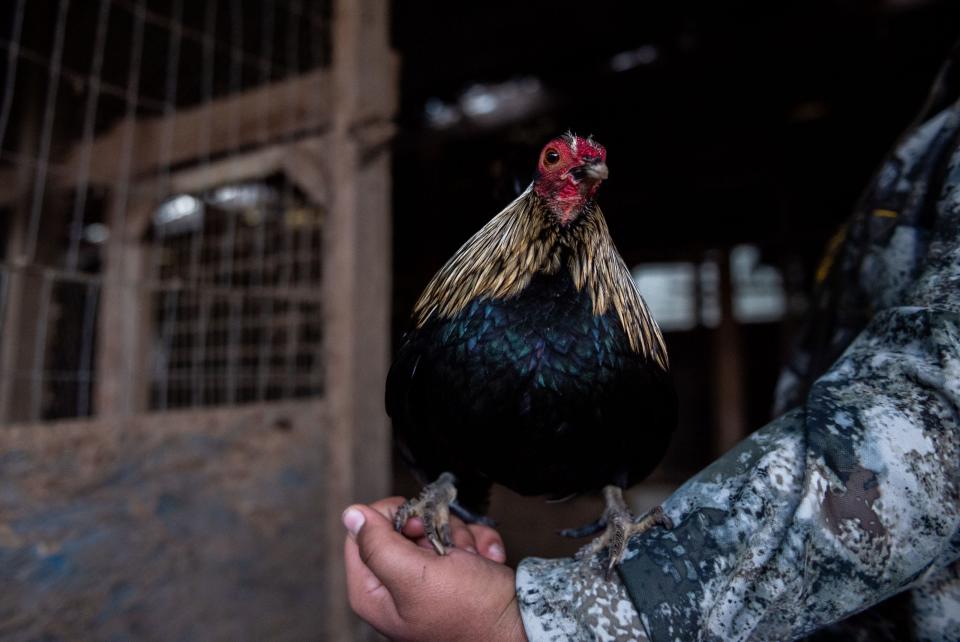 A young boy holds a rooster on his arm in Aromas, Calif., on Tuesday, Jan. 18, 2022. 
