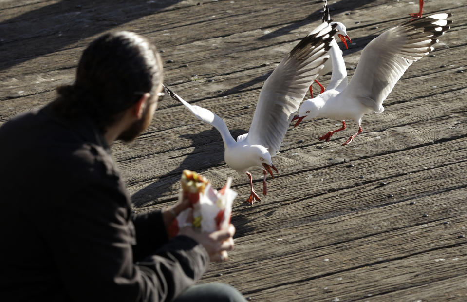 Seagulls stalk a man eating subway. 