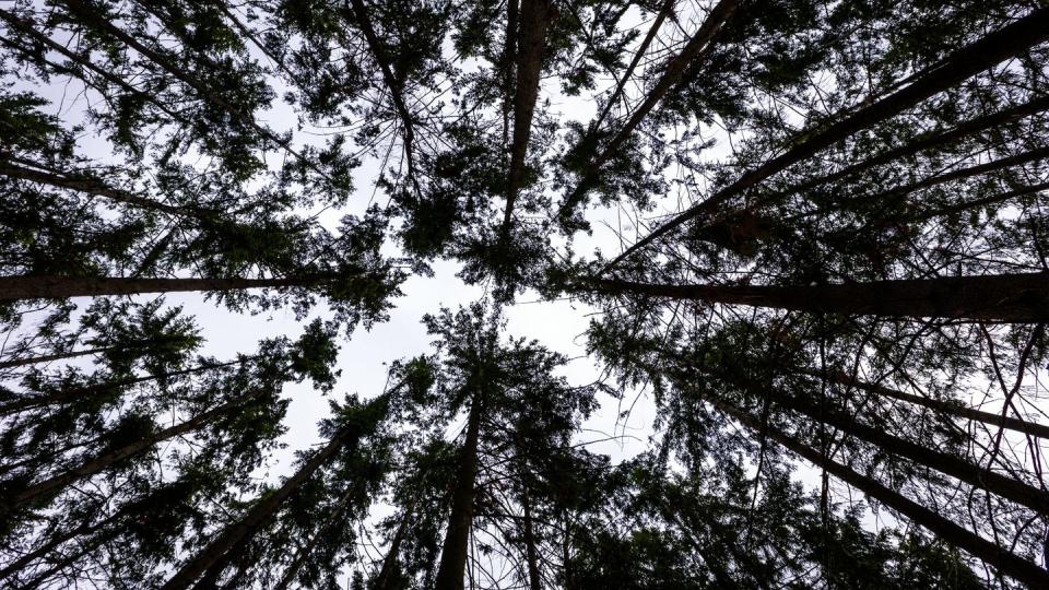 Auch beim Spaziergang im Wald sollte man sich vor der UV-Strahlung schützen. (Bild: dpa)