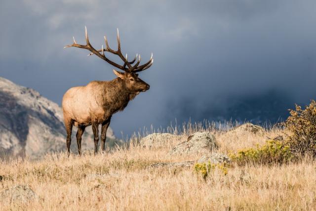 Chronic wasting disease: What Utah hunters need to know