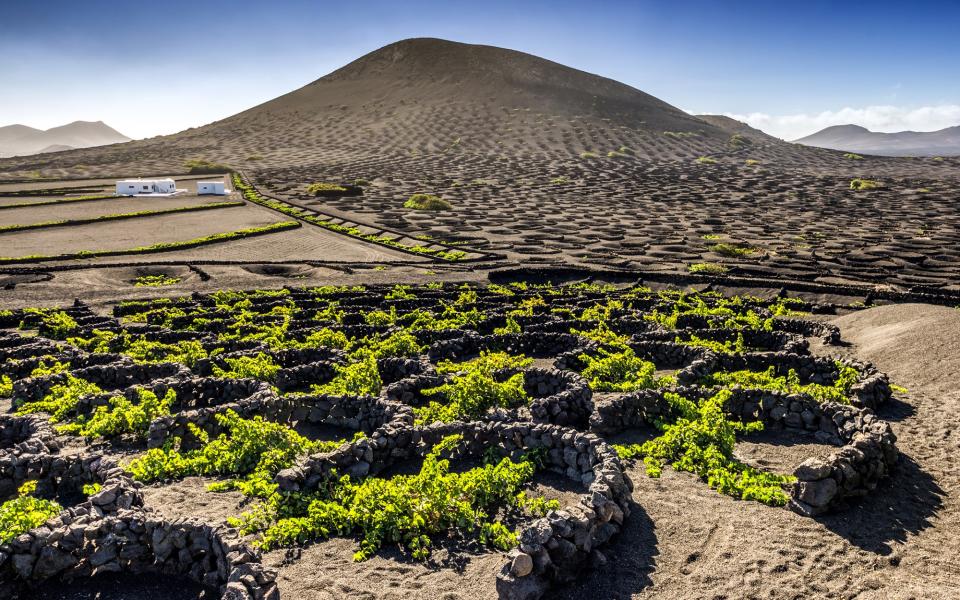 la geria vineyard - getty