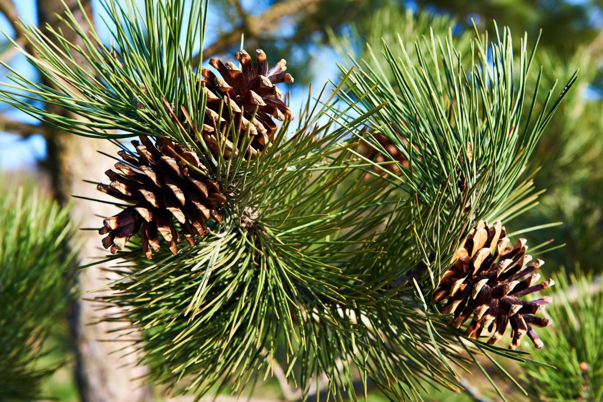 Pine branches with cones close-up