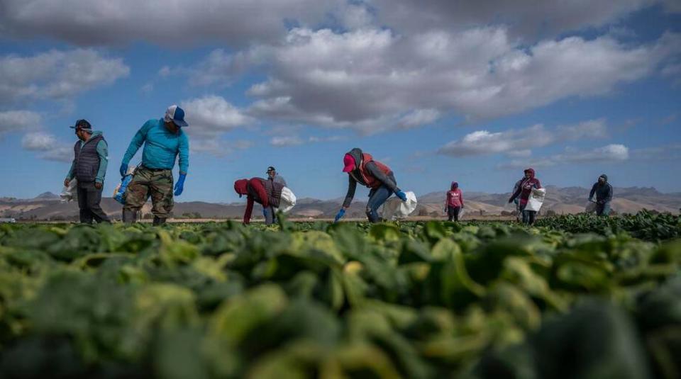 Los trabajadores agrícolas cosechan espinacas en 2019 cerca de Hollister. / Workers harvest spinach in Hollister in 2019.