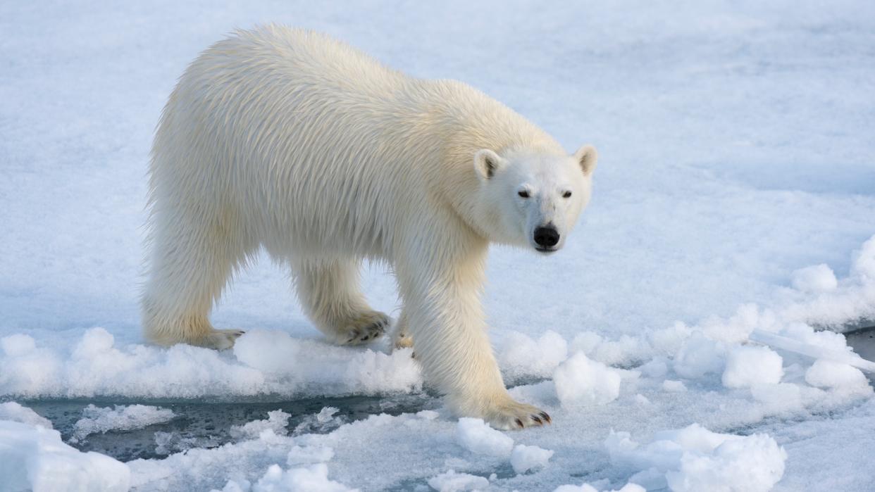  A polar bear on ice north of Svalbard, Norway. 