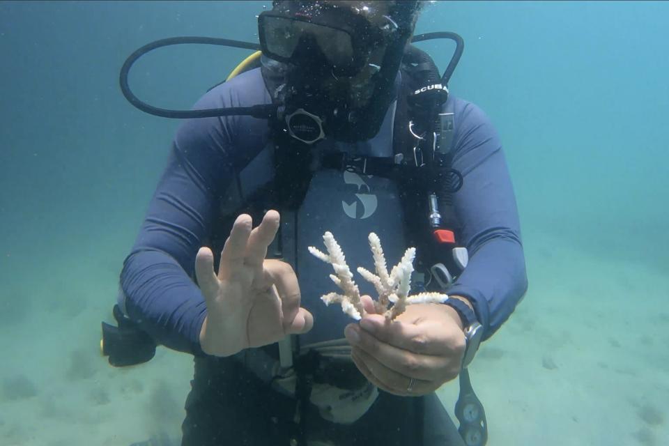 PADI Course Director Amr Anwar shows a piece of coral in Dubai, United Arab Emirates, June 4, 2023. Anwar is in the process of creating a certified coral restoration course that teaches divers how to collect and re-plant corals that have fallen after being knocked off by divers' fins or a boat's anchor. (AP Photo/Malak Harb)