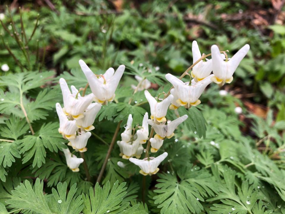 Dutchman's breeches are among the native wildflowers blooming at Bendix Woods County Park in New Carlisle, seen here on April 23, 2023.