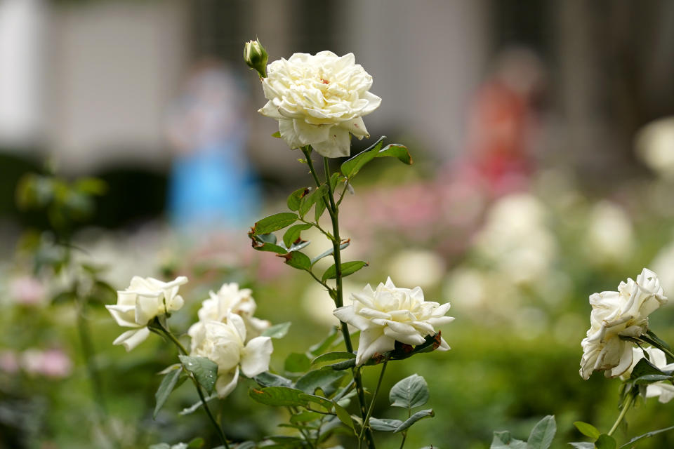 FILE - Roses appear in the Rose Garden at the White House in Washington, on Aug. 22, 2020. Smoke from hundreds of wildfires burning in Canada has affected air quality across vast swaths of the U.S. East and Midwest, which might have some effect on garden plants if the exposure is prolonged. (AP Photo/Susan Walsh, File)