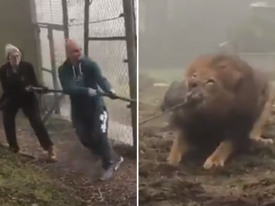 Dartmoor zoo offers visitors tug-of-war against lion or tiger for £15