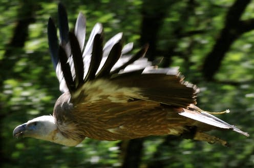 <span class="caption">Gyps fulvus gliding out from les Rocher des Aigles ornithological centre, France, carrying bio-logging tag</span> <span class="attribution"><span class="source">Hannah Williams</span></span>