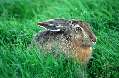 <b>Or were they warm and swift, like a hare?</b> Getty Images