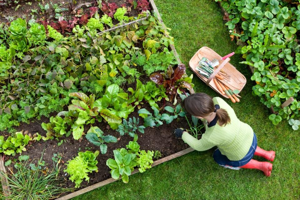 There are a variety of theories about the origins of the “green thumb” term. Getty Images