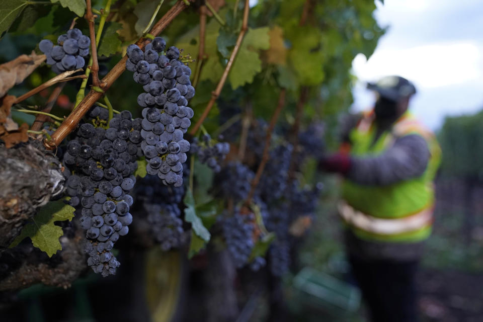 FILE - Cabernet Sauvignon grapes are seen on the vine before being picked during harvest at Inglenook in Rutherford, Calif., Wednesday, Sept. 21, 2022. From winemakers in California to startups across the Atlantic Ocean, companies are scrambling to figure out how to manage their finances after their bank, Silicon Valley Bank, suddenly shut down on Friday, March 10, 2023. The meltdown means distress not only for businesses but also for all their workers whose paychecks may get tied up in the chaos.(AP Photo/Eric Risberg, File)