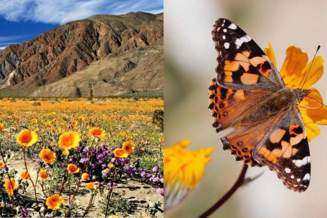 Hermosas flores silvestres adornan desierto en California