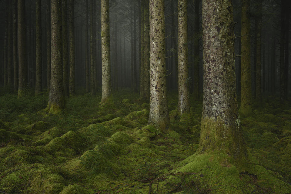 Neil Burnell's image 'Pillars' captures majestic trees in Devon, England.