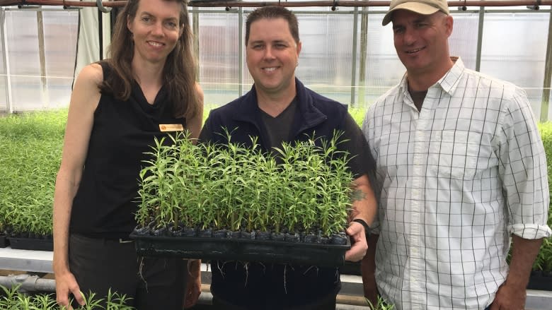 Taking root: Willow trees used to bolster province's river systems