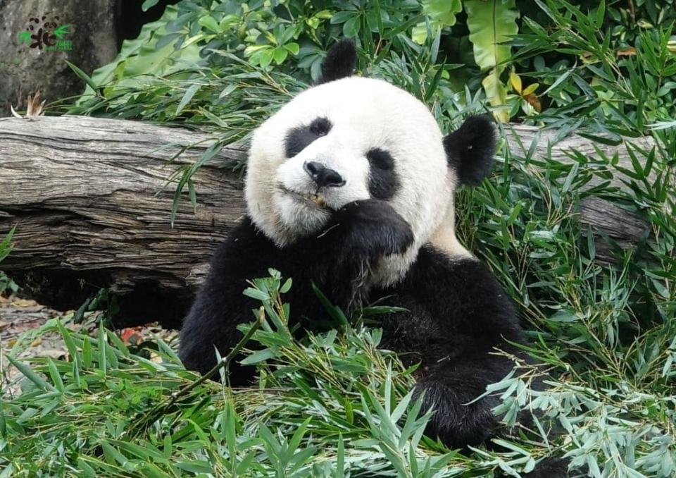 動物園封園大貓熊「筍照吃、覺照睡」！團團見保育員戴面罩看傻眼