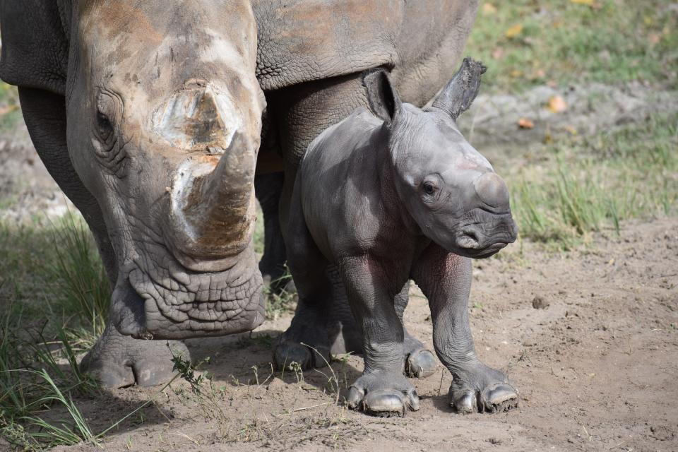 Josh, a rare Southern white rhinoceros, stands alongside his mother, Bloom, at Lion Country Safari. The new rhino was born Nov. 17.