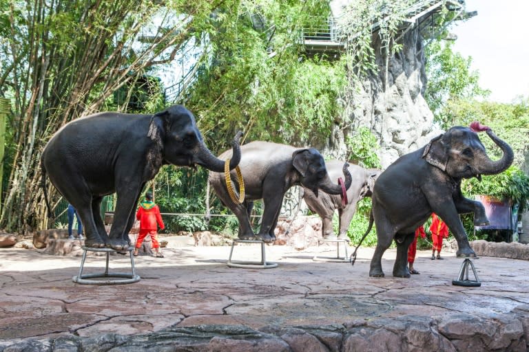 A multi-million dollar tourist elephant industry has flourished across Asia in recent decades, where thousands of the giant beasts are kept in chains, forced to give rides to tourists and perform in circus shows