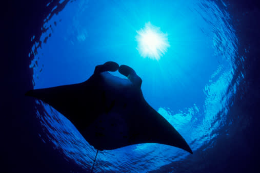 Manta Backlight Silhouette, Manta birostris, Tubbataha Reef, South Atoll, Sulu Sea, Philippines