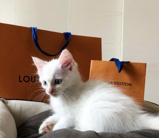 Denim Louis Vuitton T-shirt for Sphynx Cat