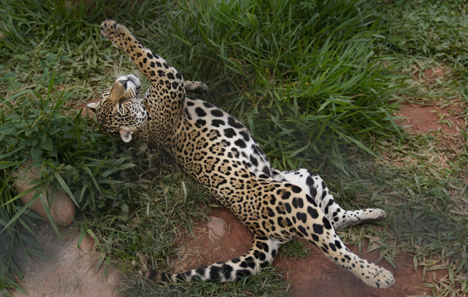 A jaguar that was rescued from illegal captivity plays at the Mata Ciliar Association conservation center, in Jundiai, Brazil, Thursday, Oct. 28, 2021. The association treats animals that have been victims of fires, environmental disasters or traffickers, and rehabilitates the wild animals in order to release them to their natural habitat. (AP Photo/Andre Penner)