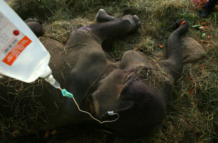 A female elephant receives medical treatment at a Surabaya zoo in East Java province July 26, 2011. REUTERS/Yusuf Ahmad/File Photo