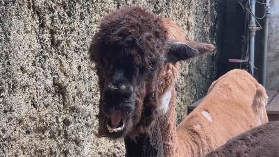 颱風肆虐！壽山動物園今休館清掃　旗津風箏節延至下週末八月初登場